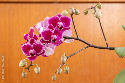 Vibrant pink and white phalaenopsis orchid blooms with delicate speckled petals and unopened buds 