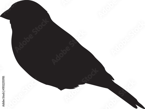 Canary in silhouette on white background.