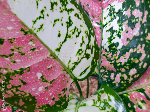 Fotografija Aglaonema or Sri Rejeki plant with pink, white and green variegated leaves