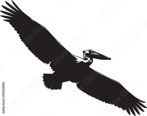 Dalmatian Pelican in silhouette on white background.