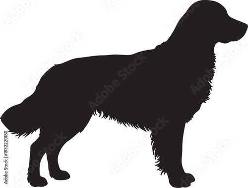Golden Retriever in silhouette white backgruond.