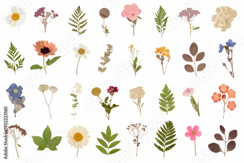Collection of pressed flowers and foliage arranged on a white background