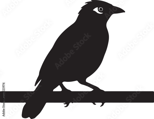 Mynah Bird in silhouette on white background.