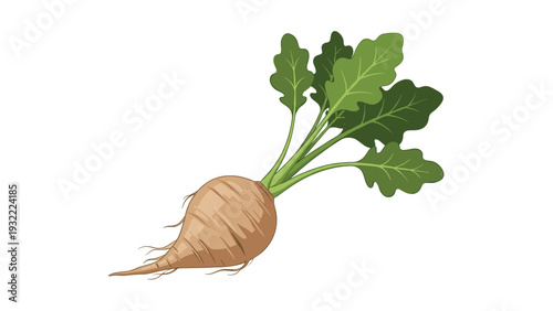 Fresh organic beetroot with long green leaves and roots isolated on a white background in a detailed food illustration style.
