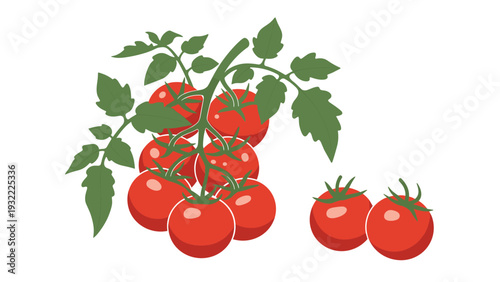 Fresh cluster of bright red tomatoes growing on a green leafy vine with two separate tomatoes on a white background.