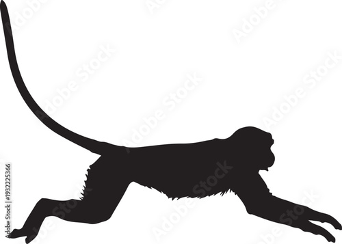 Patas monkey in style in silhouette white backgruond۔