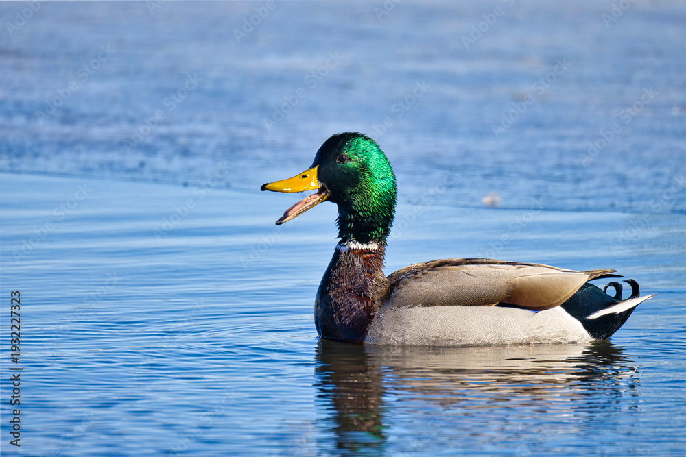 Obraz premium Mallard Male Duck 