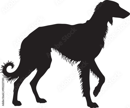 Saluki in silhouette white backgruond.