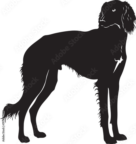  Saluki in silhouette white backgruond.