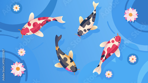 Colorful koi fish swim amongst pink and white lotus flowers