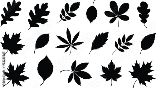 Leaf silhouette set, autumn botanical foliage collection vector illustration, natural forest leaves isolated organic garden decoration design elements