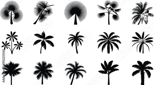 Palm tree silhouette collection, tropical coconut trees vector illustration, summer beach nature plants isolated, exotic island landscape design elements