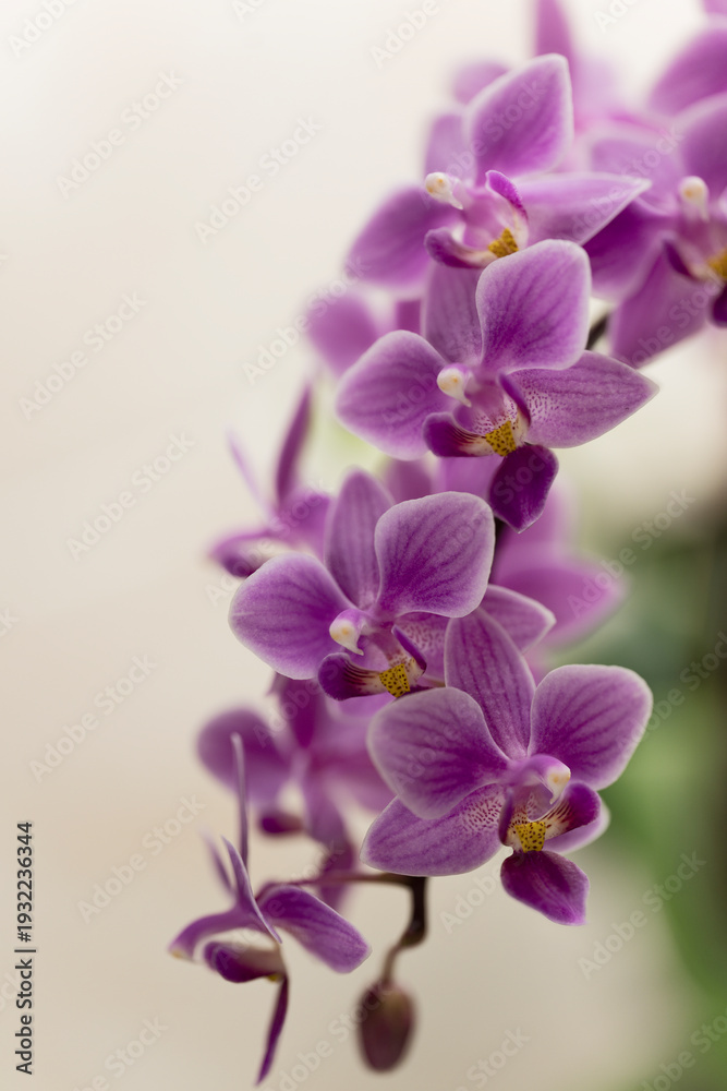 Obraz premium Primary Phalaenopsis Orchid Hybrid Veitchiana. Vivid Purple Pink Flowers Covering Blossoming Inflorescence 