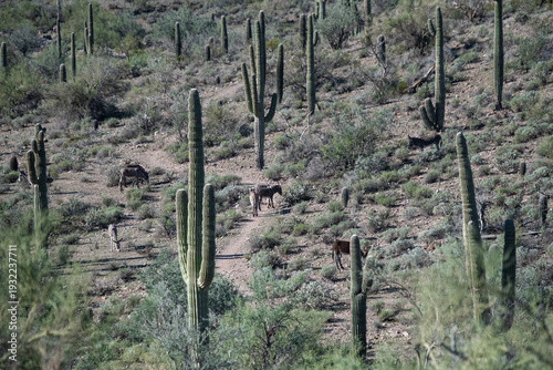 Foto Arizona desert wilderness with wild herd of burros