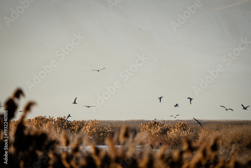 Photography seagulls flying over golden pampas grass at sunset in the National Wildlife Bear