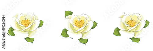 White Rose Flower Set with Green Leaves Isolated Floral Botanical Vector Illustration Collection