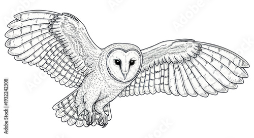 Fotografie Barn Owl Flying White Background - Hand Drawn Sketch