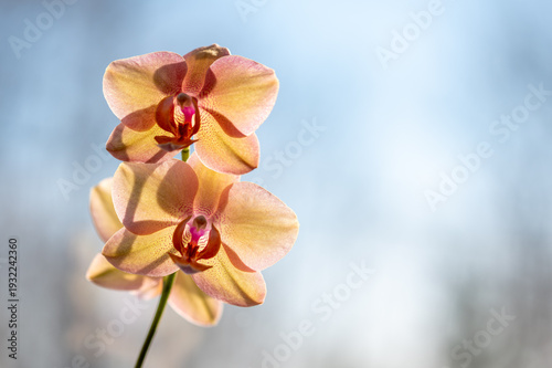 Soft peach Phalaenopsis orchid blooms glowing in gentle natural light