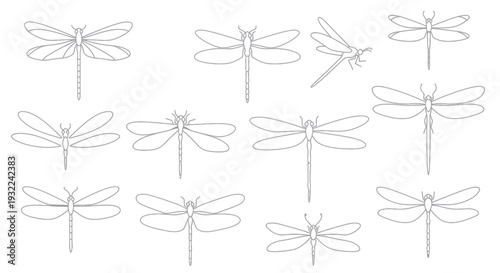 Dragonfly Line Art Collection: Various Poses and Angles