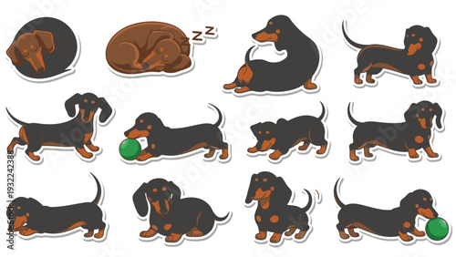 Dachshund Dog Collection Vector Illustration Set, Cute Sausage Dog Poses and Activities, Graphic Design Element for Pet Lovers