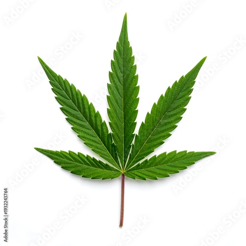 Single vibrant cannabis leaf with palmate lobes, isolated against a clean white background