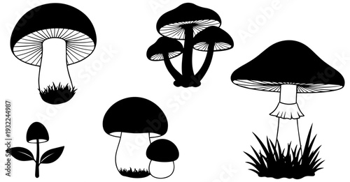 Variety of wild mushrooms growing in forest underbrush naturally