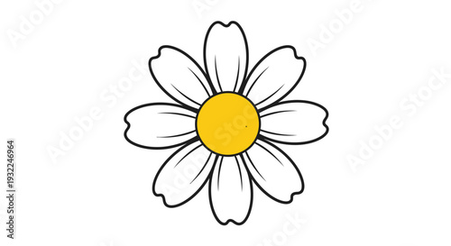 A beautiful macro blossom of a white daisy flower with yellow petals isolated on white, showcasing the natural spring beauty of a garden chamomile plant in a summer floral closeup
