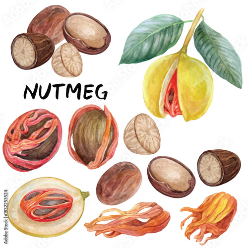 Nutmeg illustration with watercolor isolated on transparent background