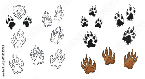 Bear Paw Prints and Head Drawing, Wildlife Animal Tracks Illustration