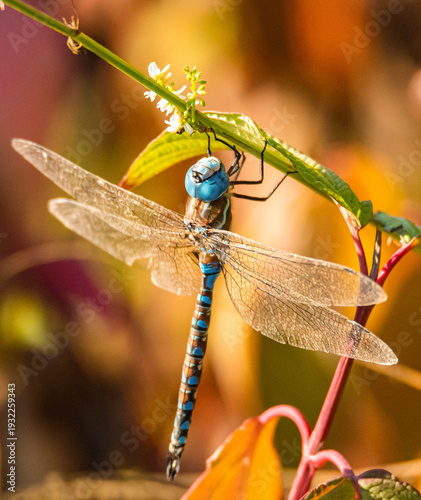 Dragonfly Resting