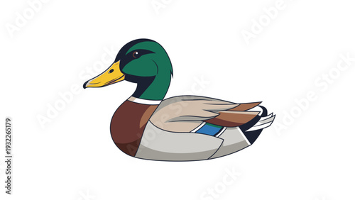 Male Mallard Duck Illustration.