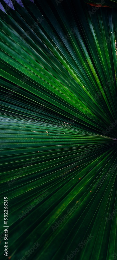 Obraz premium abstract green background