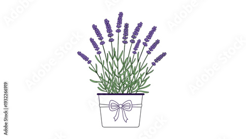 Beautiful lavender plant with tall purple flower spikes growing in a white decorative pot tied with a simple ribbon bow.