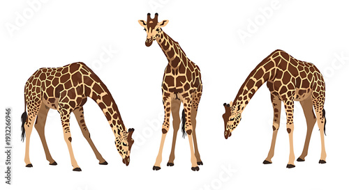 Three Giraffes Grazing on a White Background. Vector Illustrations. EPS Editable