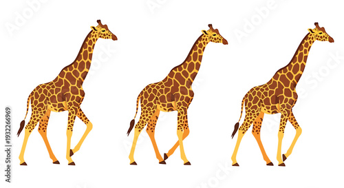Three Giraffes Walking in Sequence on a White Background. Vector Illustrations. EPS Editable