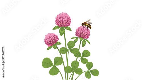 Detailed illustration of a honeybee collecting nectar from a vibrant pink clover blossom surrounded by green trifoliate leaves.