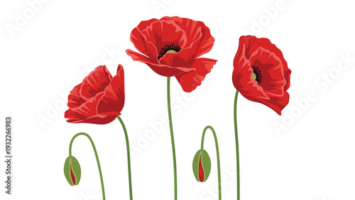 Vibrant red poppies and green flower buds standing tall on long stems against a plain white backdrop in a botanical illustration.