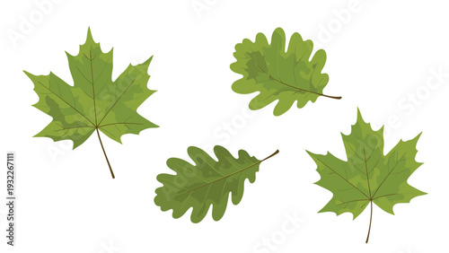 Selection of green maple and oak leaves shown in a simple flat illustration style against a neutral white background.