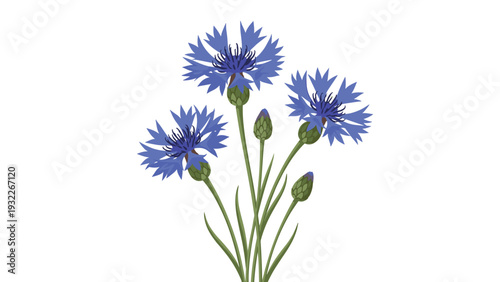 Beautiful blue cornflowers with green stems and buds are isolated on a plain white background for floral design projects.