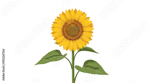 Large yellow sunflower with green leaves stands upright on a white background representing summer and nature beauty.
