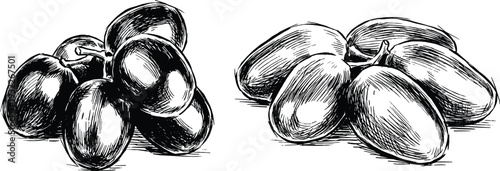 Grapes and olives ink drawings on transparent background