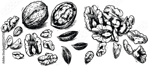 Walnuts whole, cracked and shelled, leaves, hand drawn sketch engraving style vector illustration