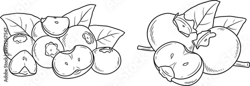 Blueberry and plum line art drawings on transparent background