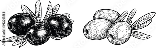 Olives on branch and pitted olives ink drawings on transparent background