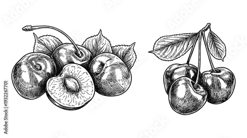 Sweet cherry fruit set with stems and leaves in traditional hand drawn cross hatch etching