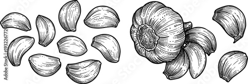 Garlic bulb and cloves illustration set with detailed line art and vintage engraving style