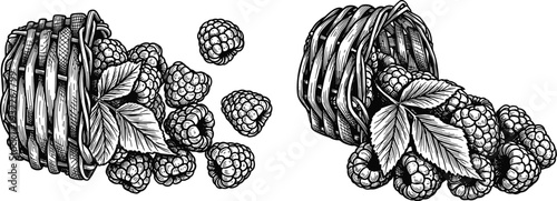Ripe raspberries in basket and scattered, hand drawn sketch engraving style vector illustration