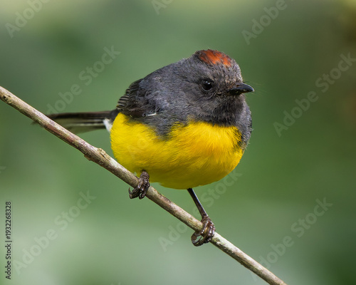 Billede på lærred Slate-throated Whitestart (Myioborus miniatus) in tropical montane forest with g