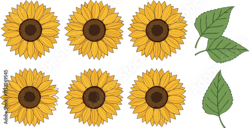 Set of hand drawn sunflower heads and green leaves, yellow summer floral elements, botanical vector clip art isolated on white background.