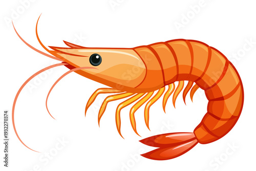 shrimp vector illustration